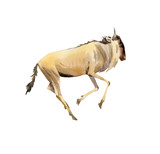 Handpainted watercolor of wildebeest illustration isolated on white