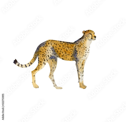 Handpainted watercolor cheetah illustration isolated on white photo