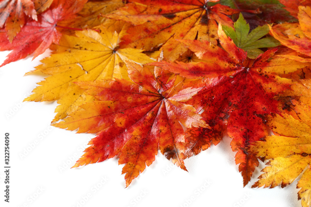 Autumn colorful leaves isolated on white. Background Autumn colorful leaves isolated on white. Background