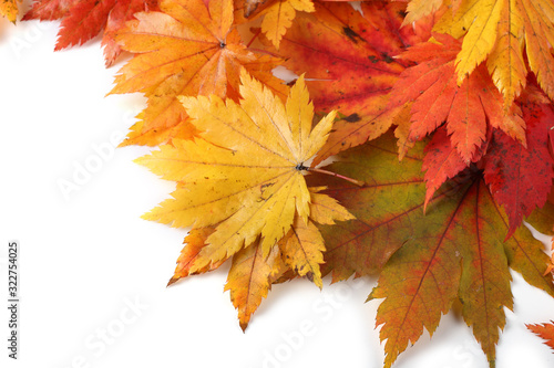 Autumn colorful leaves isolated on white. Background