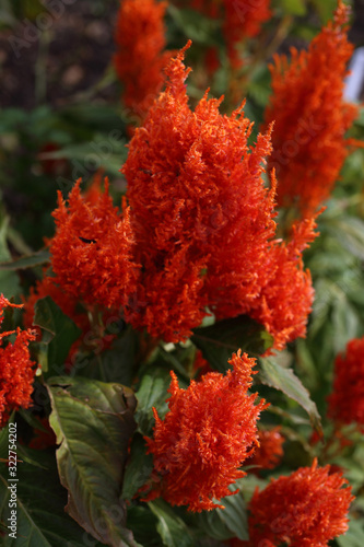 Red celosia flowers in garden