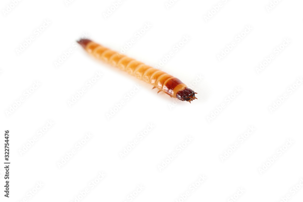Wireworm isolated on white. Agricultural pest