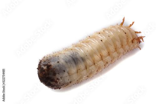 Green rose chafer larva. Useful insect. Larvas improve soil (recycle organics)
