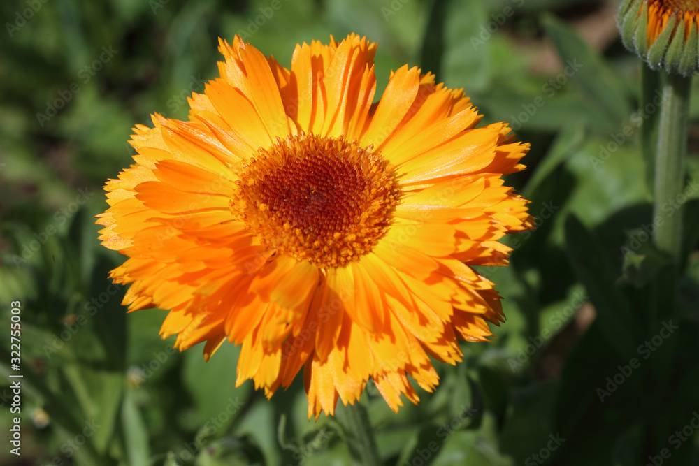 Calendula flower growing in garden Calendula flower growing in garden