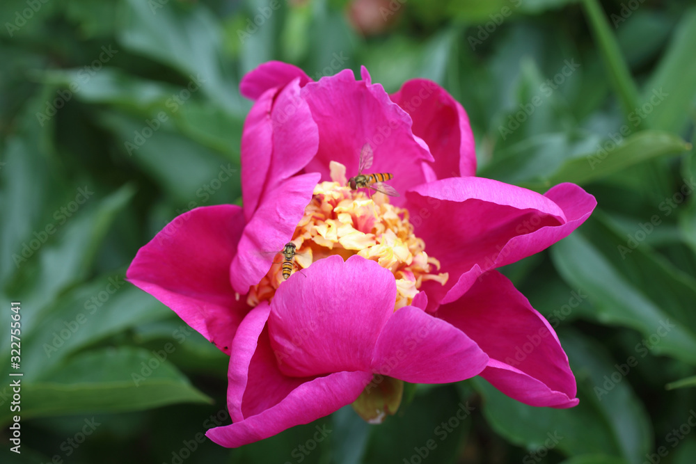 Obraz premium Pink peony flower with yellow middle