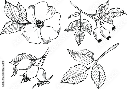 Hand drawn illustrations of wild rose flowers isolated on white background photo