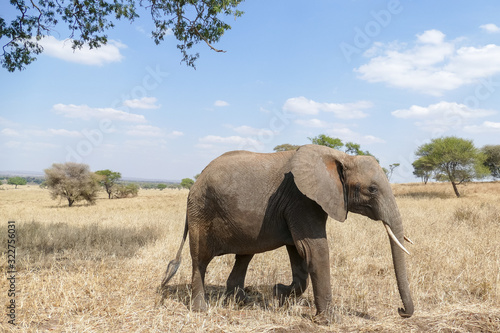 solitary elephant in the Serengeti plains, Tanzania