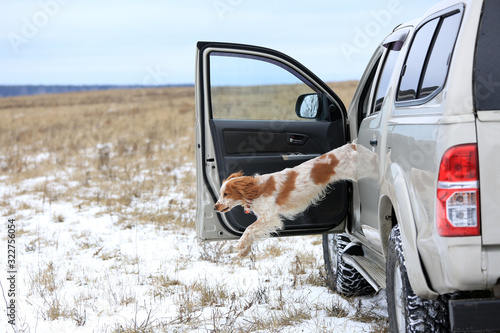 Dog breed Russian hunting spaniel in a jump from a car in the winter in the field