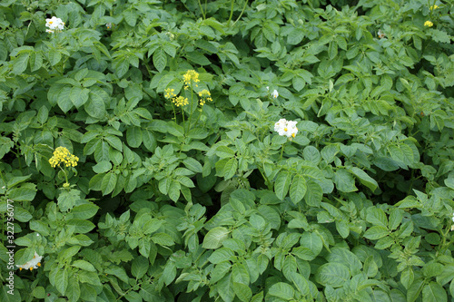 Growing poteto on field. Argicultural background photo