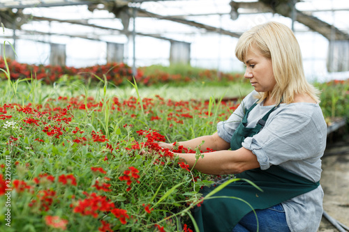 Mature female gardener with scissors cutting vervena plants in greenhouse