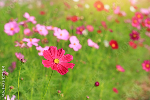 Beautiful cosmos flower blooming in the summer garden field with rays of sunlight in nature. © zilvergolf