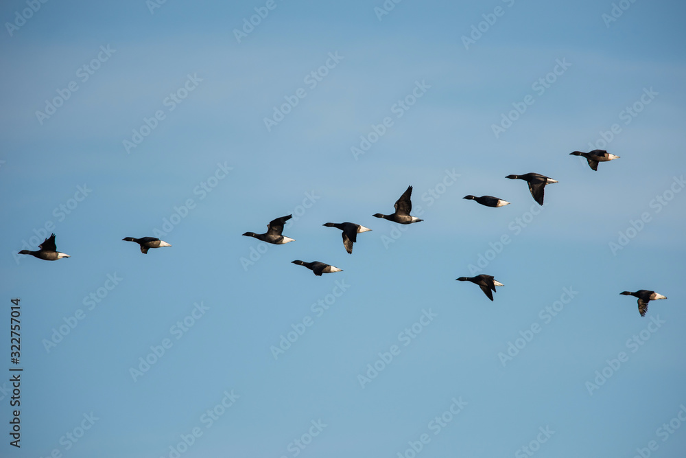 Brent Goose flying in blue sky. His Latin name is Branta bernicla.