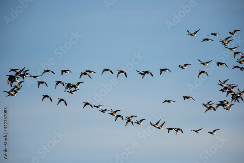 Brent Goose flying in blue sky. His Latin name is Branta bernicla. © Maciej Olszewski