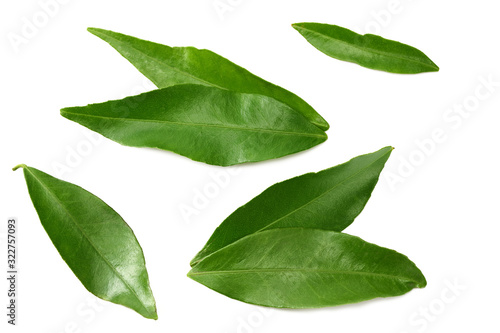 citrus leaves isolated on white background. top view.