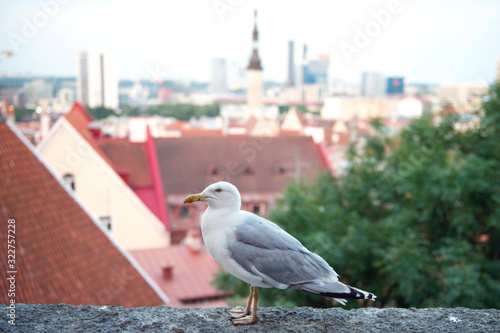 White seagull is standing on the fortress wall on the background of the city tiled roofs of Tallinn. Estonia. View of Tallinn from the height of the Old City. © Julia