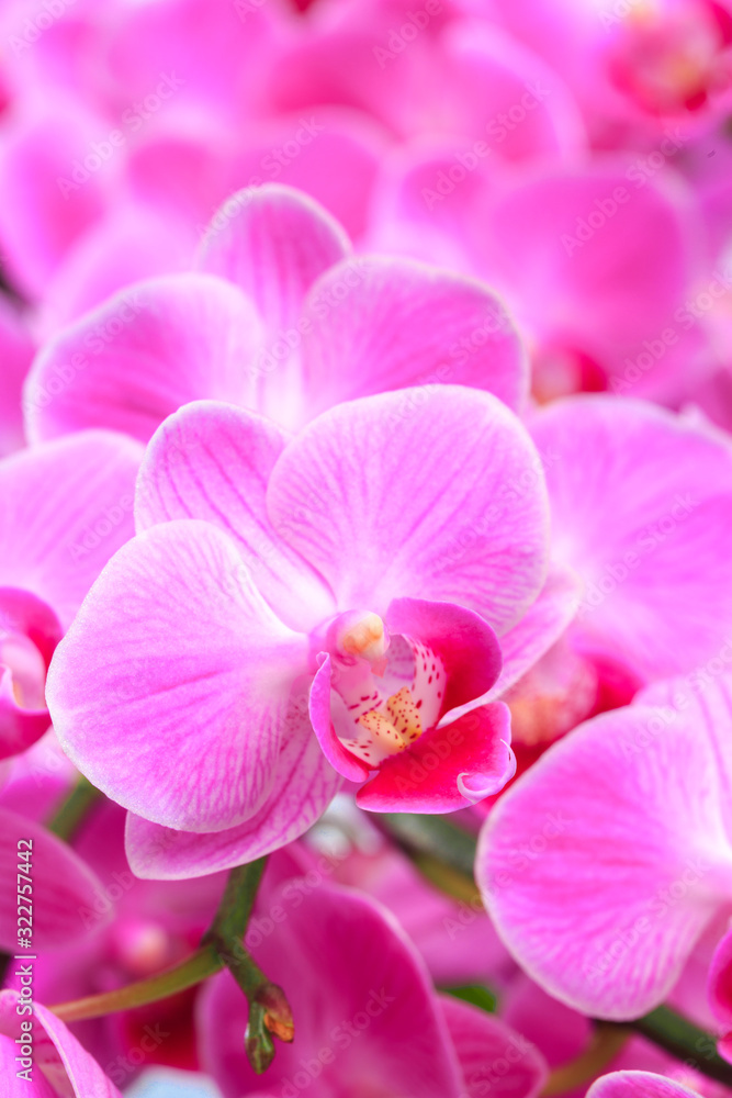 Pink orchid close up view background. - Image Pink orchid close up view background. - Image