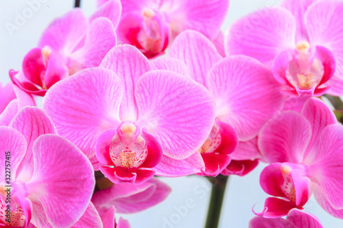 Pink orchid close up view  background. - Image © Fototocam