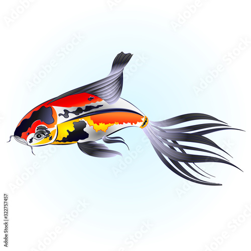 Fish beautiful  Japanese  carp koi  traditional on water blue background watercolor vintage vector illustration editable hand draw
