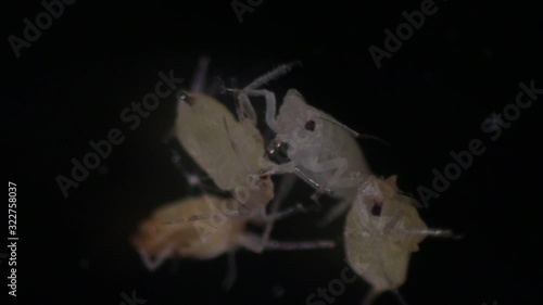 Mealybugs are insects in the family Pseudococcidae for education in laboratory. photo
