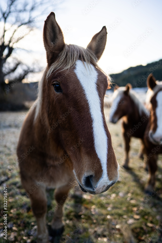 brown and white horse in the foreground