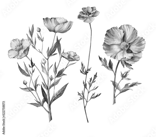 Hand drawn botanical illustration. Pencil drawn poppies isolated on white. Flowers for posters, postcards, design, wallpaper