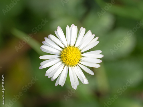 Flower in the garden