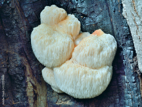 Edible mushroom on tree 4 photo