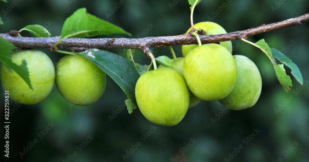 On the branch ripen fruits of plums (Prunus cerasifera). On the branch ripen fruits of plums (Prunus cerasifera).