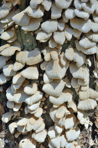 Mushrooms tinder (Panellus stypticus) 7 photo