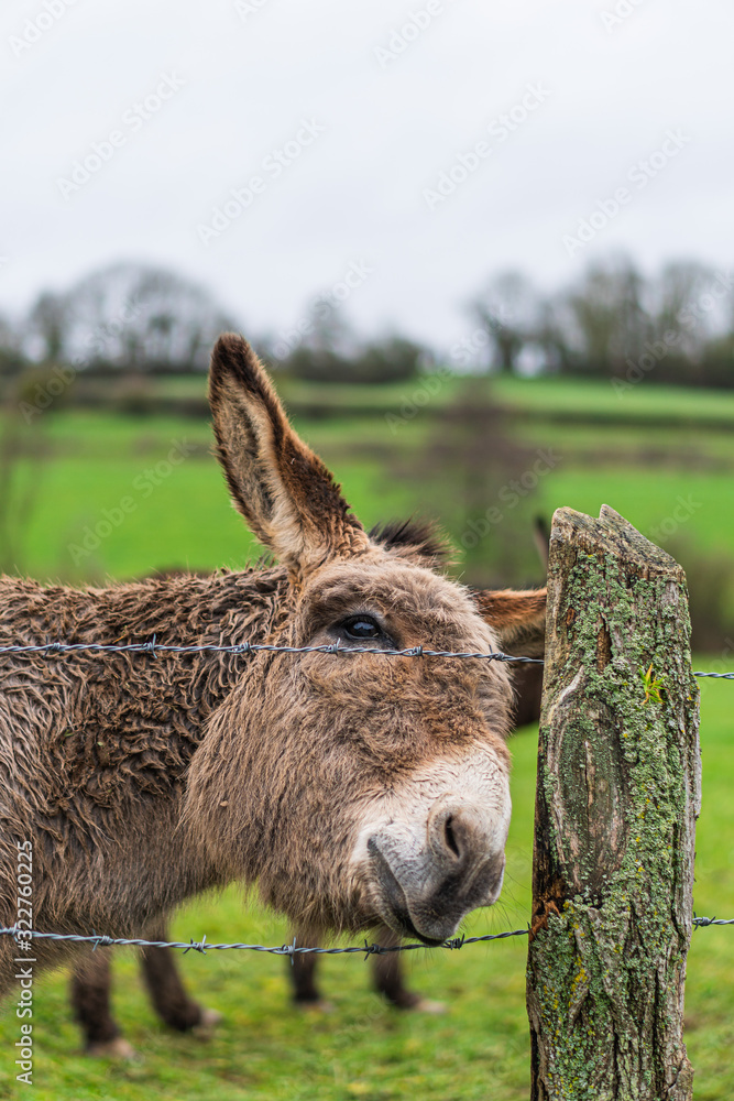 A donkey in his field in the french coutryside during winter A donkey in his field in the french coutryside during winter