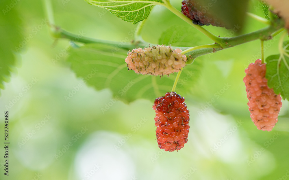 In summer, it's sunny. A close-up of two mulberries growing on a green tree. A fresh green background photo. In summer, it's sunny. A close-up of two mulberries growing on a green tree. A fresh green background photo.