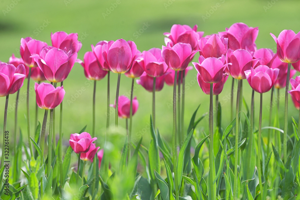 Red Tulips on field in spring