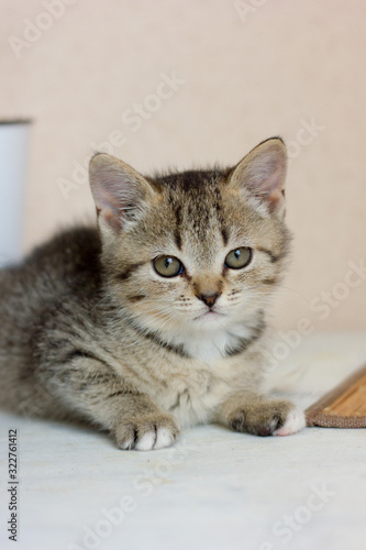 Portrait of a beautiful gray kitten on white table