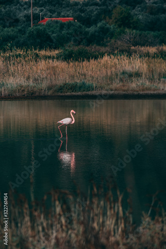 flamingo in nature