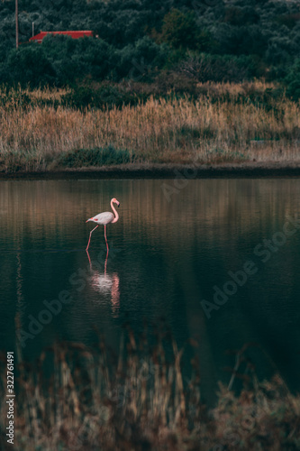 flamingo in nature