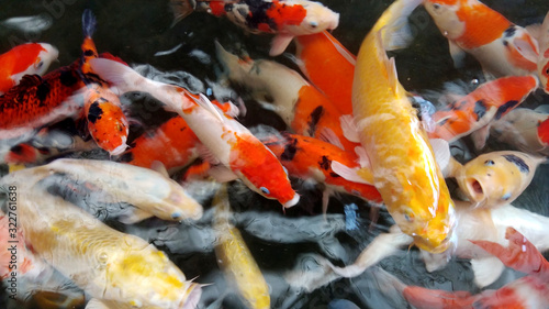 A group of koi fish swimming in the water at the farm