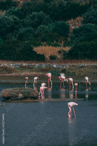 flamingo in nature