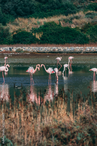 flamingo in nature