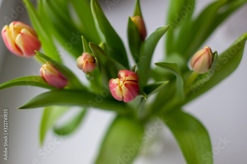 Beautiful tulips in a vase in the spring.