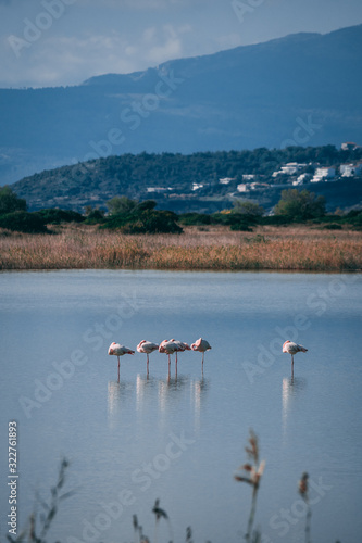 flamingo in nature