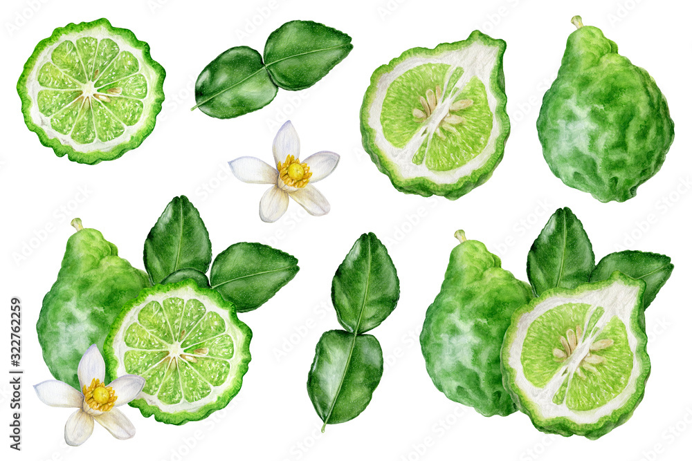 Bergamot with leaves and flower set watercolor isolated on white background - obrazy, fototapety, plakaty 