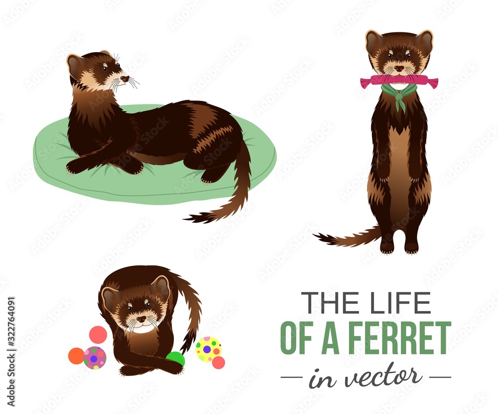 Obraz premium FERRETS WITH THEIR TOYS