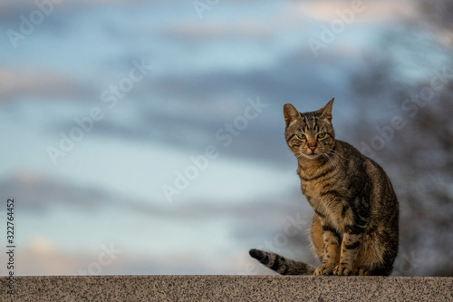 Grey cat posing  on the morning 