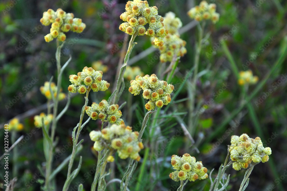 In the wild, the blooms immortelle (Helichrysum arenarium) In the wild, the blooms immortelle (Helichrysum arenarium)