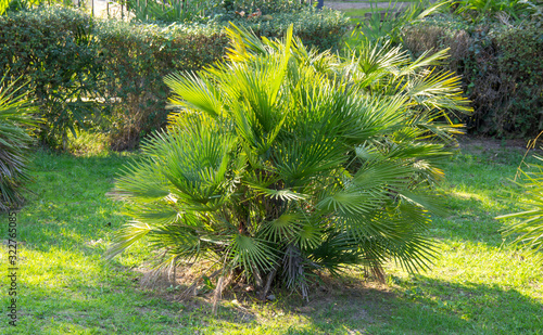 Chamaerops humilis is the only palm growing in Europe, so it is also called the European fan palm.