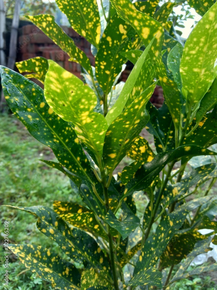 Close up Garden croton (Codiaeum variegatum) in the garden Close up Garden croton (Codiaeum variegatum) in the garden