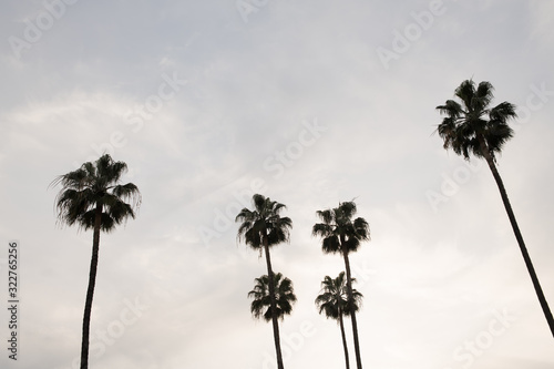 palmeras altas sobre fondo de cielo azul