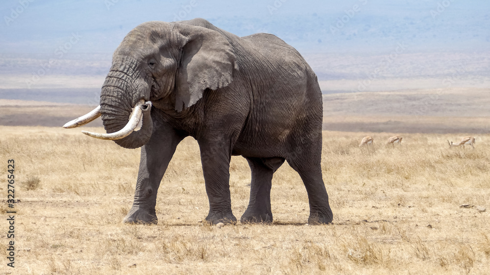 Obraz premium solitary elephant in the Serengeti plains, Tanzania