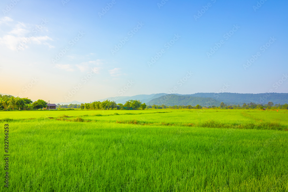 Agriculture green rice field under blue sky and mountain back at contryside. farm, growth and agriculture concept.