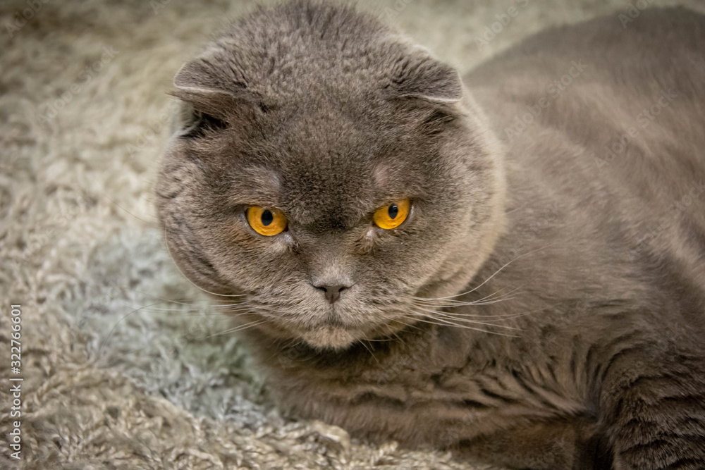 Gray cat on a black background British fold cat with yellow-brown eyes